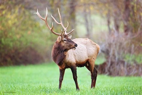 2 Answers. . Elk download